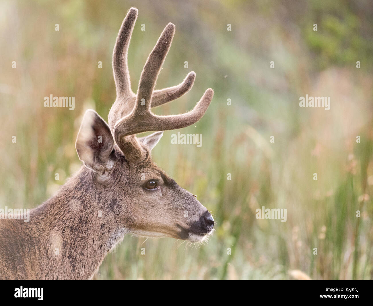 Mule Deer buck (Odocoileus hemionus) in erba lunga, Point Reyes National Seashore, CALIFORNIA, STATI UNITI D'AMERICA Foto Stock