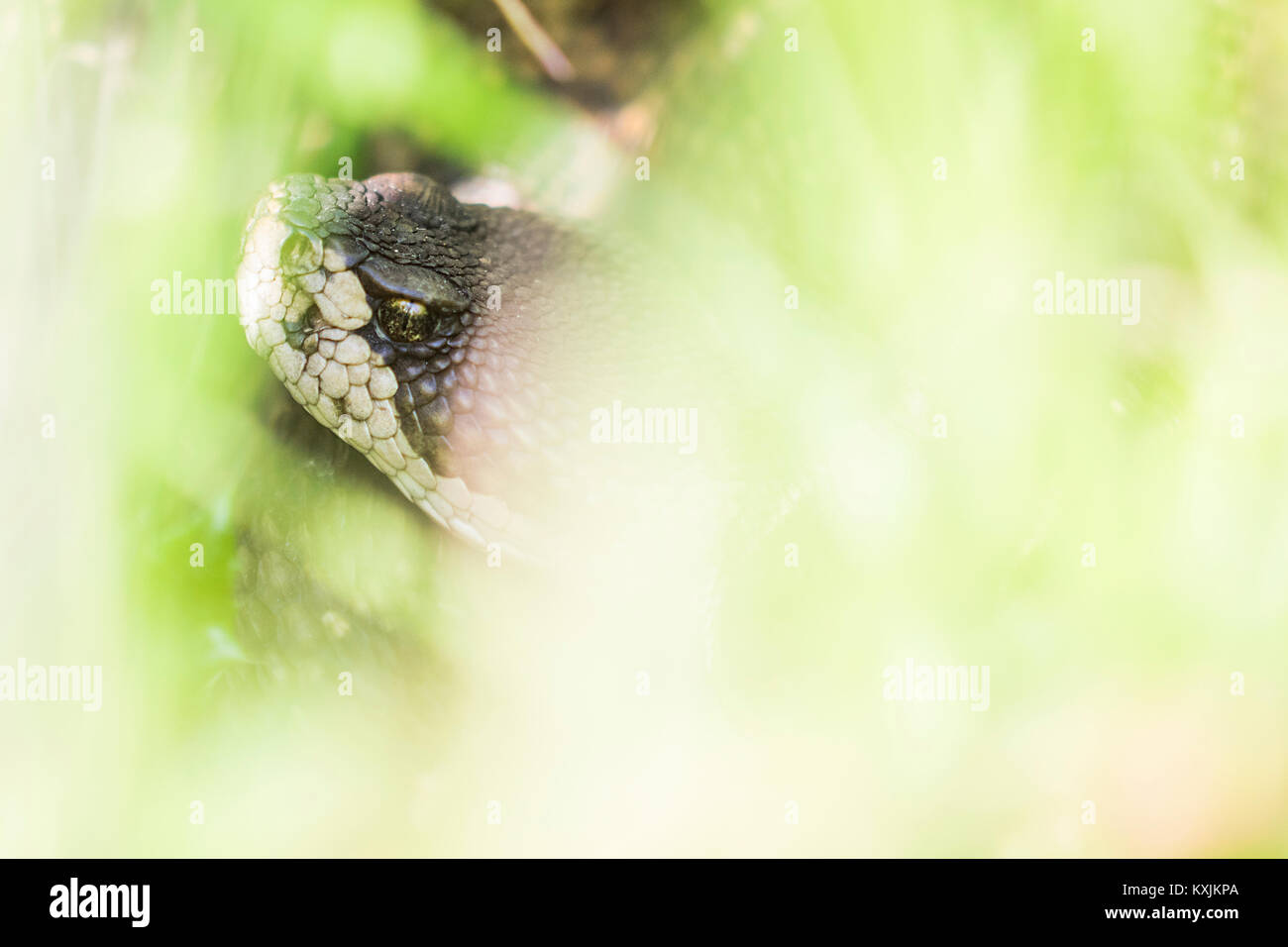 Pacifico settentrionale rattlesnake (Crotalus oreganus), close-up, San Francisco, California, Stati Uniti, America del Nord Foto Stock