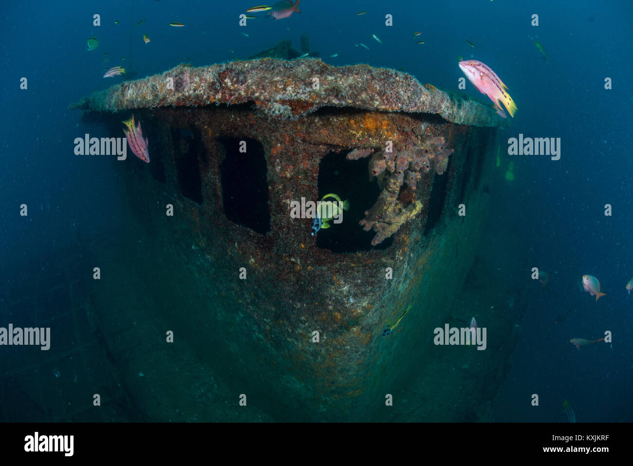 Pesce alla nave affondata Fang Ming reef artificiale, La Paz, Baja California Sur, Messico Foto Stock