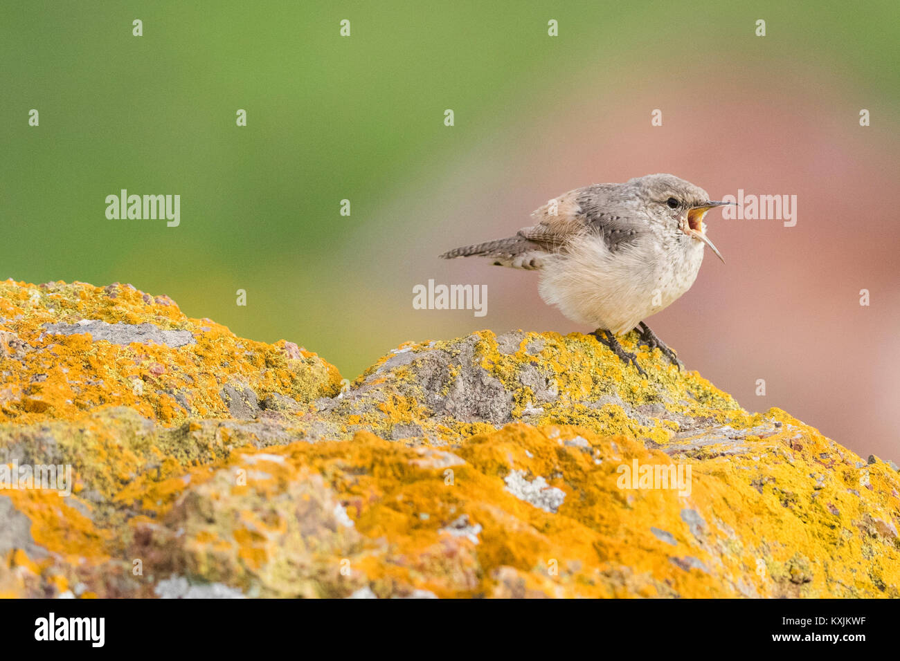 Rock Wren (salpinctes obsoletus) Coyote Hills Regional Park, California, Stati Uniti, America del Nord Foto Stock