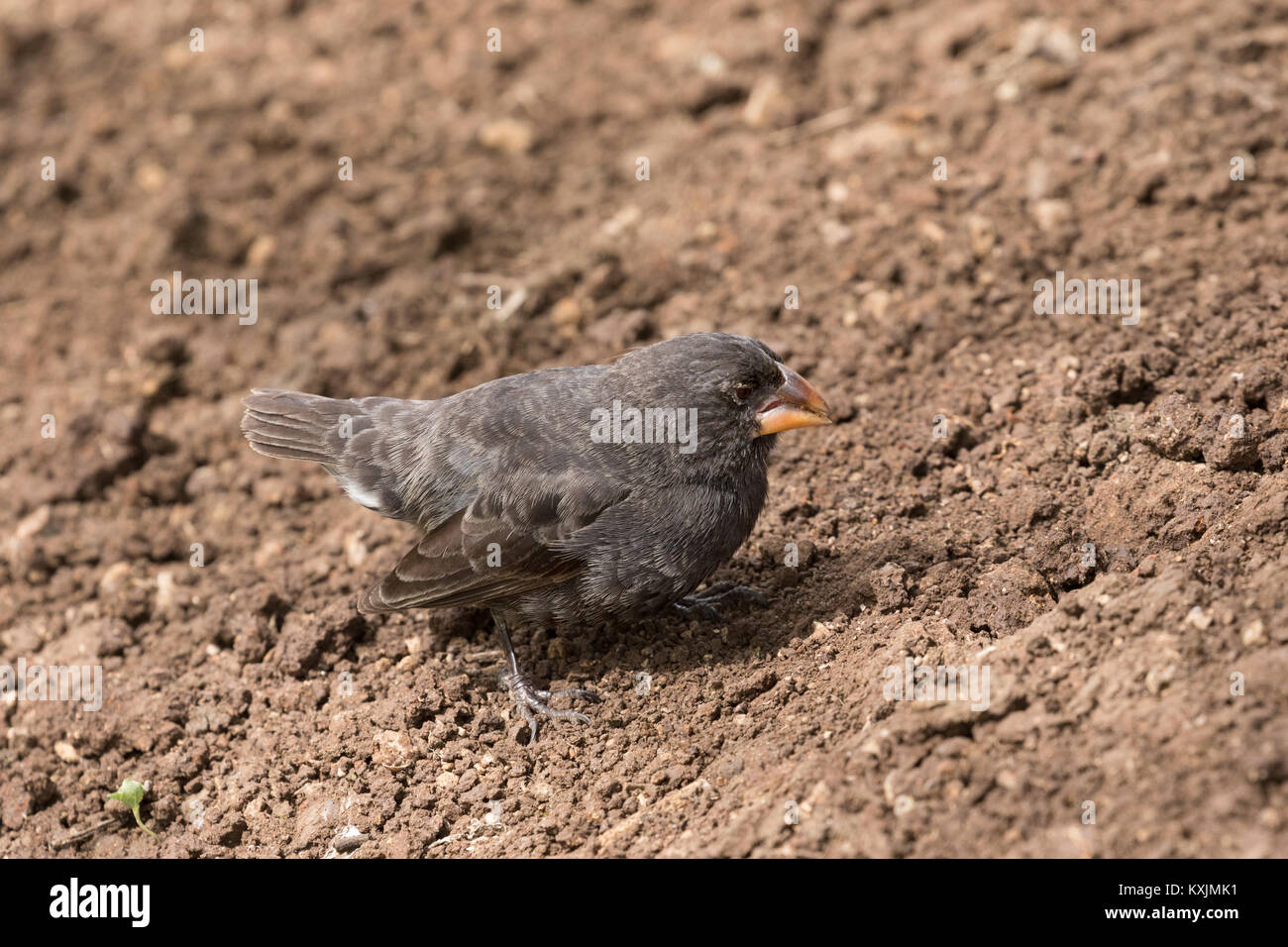 Piccola massa finch,( Geospiza fuliginosa ), un Darwin Finch, all'Isola Espanola, Isole Galapagos Ecuador America del Sud Foto Stock