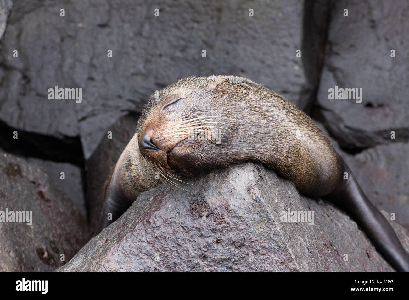 Le Galapagos pelliccia sigillo addormentato sulle rocce, ( Arctocephalus galapagoensis ), Genovesa Island, Isole Galapagos Ecuador America del Sud Foto Stock