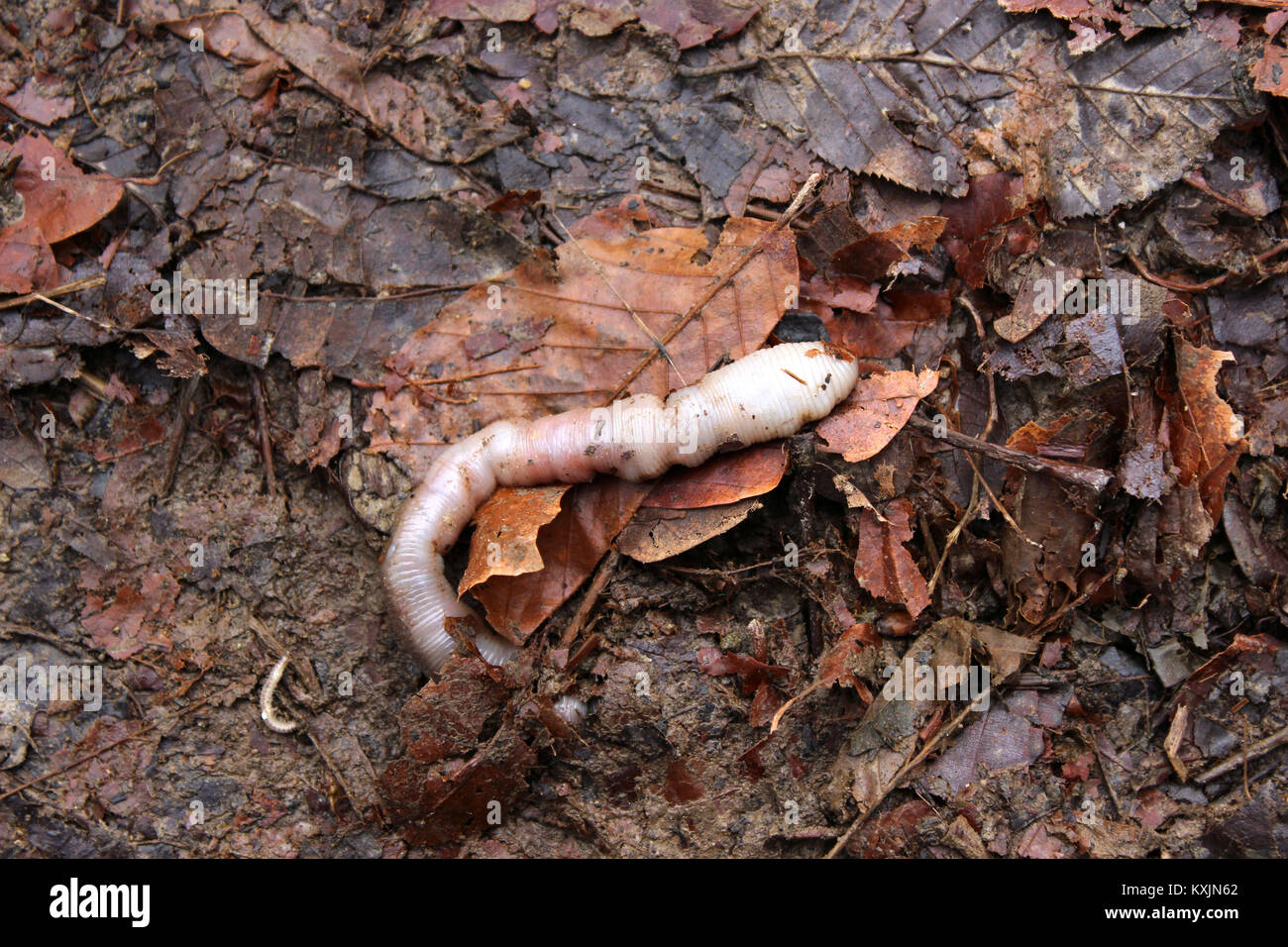 Worm morto in foglie Foto Stock