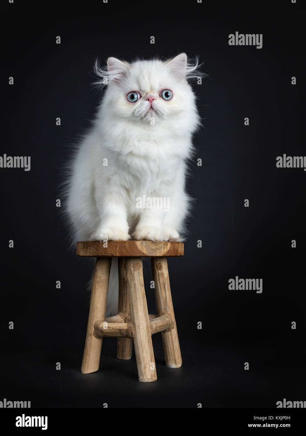 Gatto persiano / gattino seduto su uno sgabello in legno isolato su sfondo nero cercando nella fotocamera Foto Stock