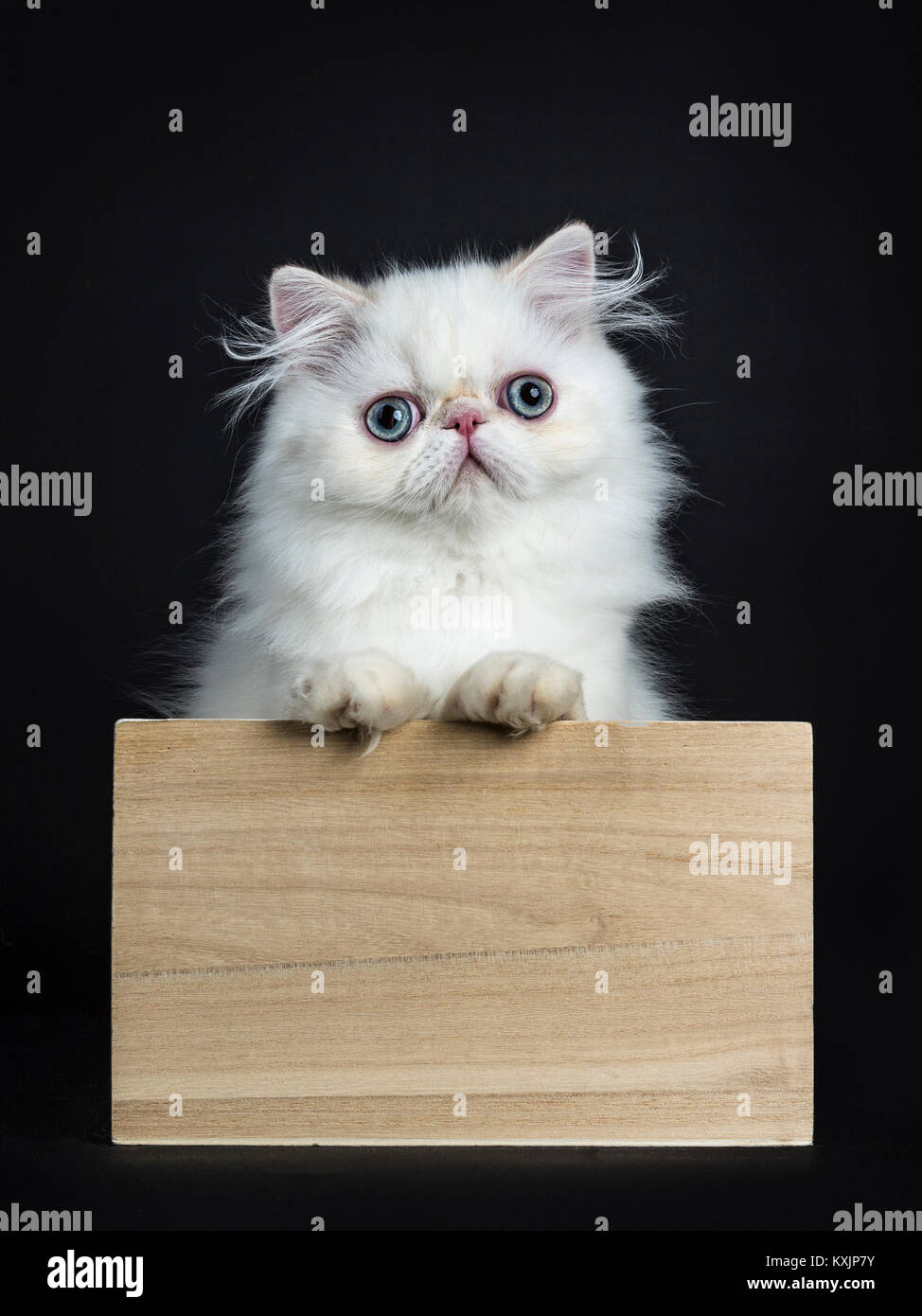 Gatto persiano / gattino in piedi in una scatola di legno isolato su sfondo nero guardando dritto nella telecamera con zampe sul bordo della scatola Foto Stock