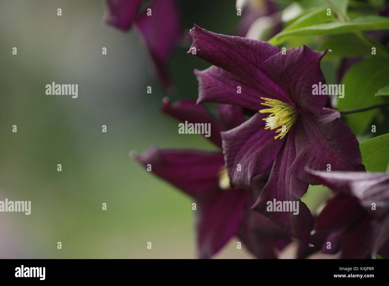 Fiore viola Foto Stock