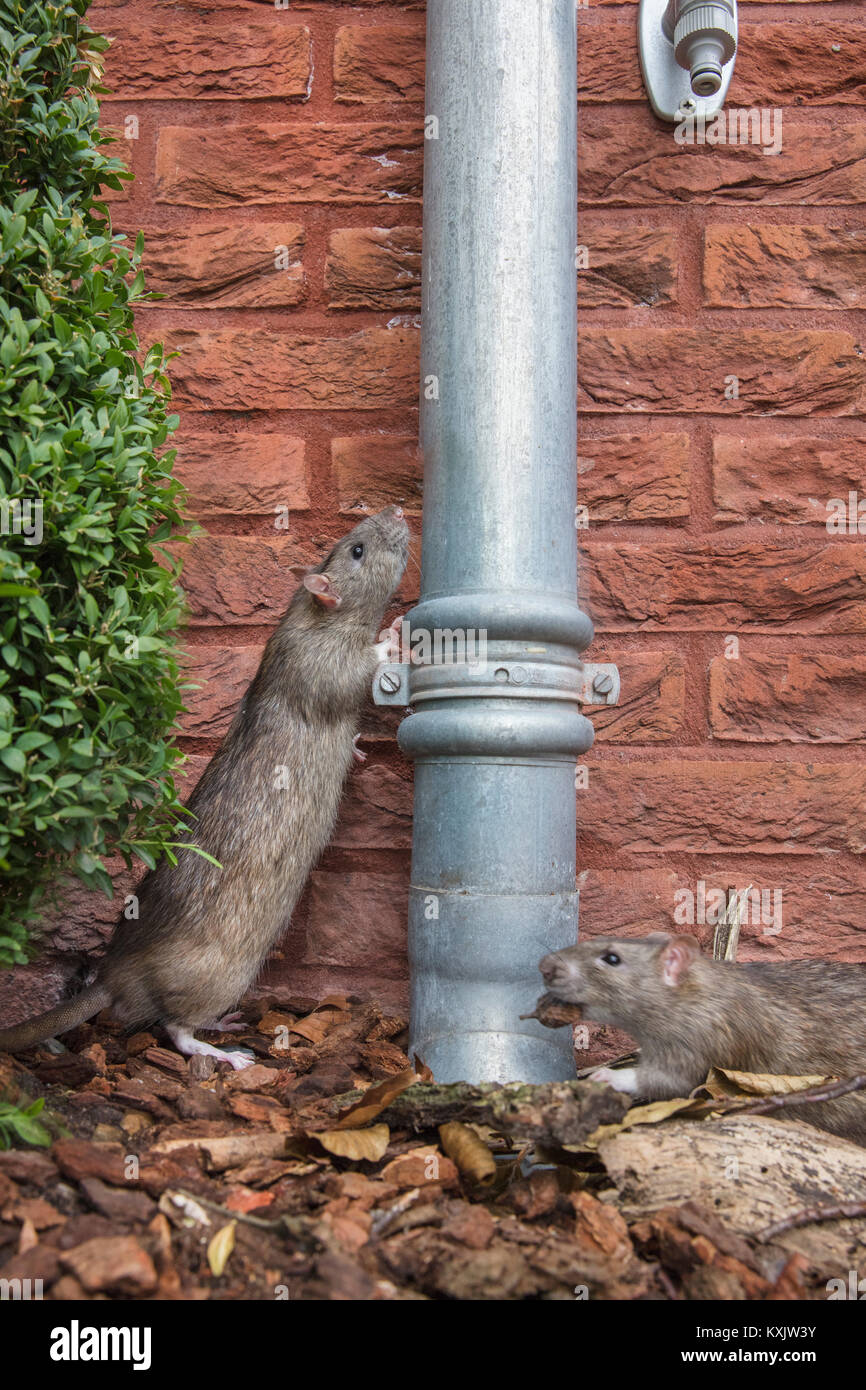 I Paesi Bassi, Amsterdam, Marrone di ratto (Rattus norvegicus) vicino casa in giardino. Natura urbana. Amsterdam giungla urbana. Foto Stock