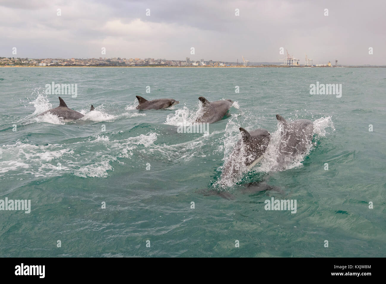 Comune di delfini tursiopi, Tursiops truncatus, Porth Elizabeth, Algoa Bay, Nelson Mandela Bay, Sud Africa, Oceano Indiano Foto Stock