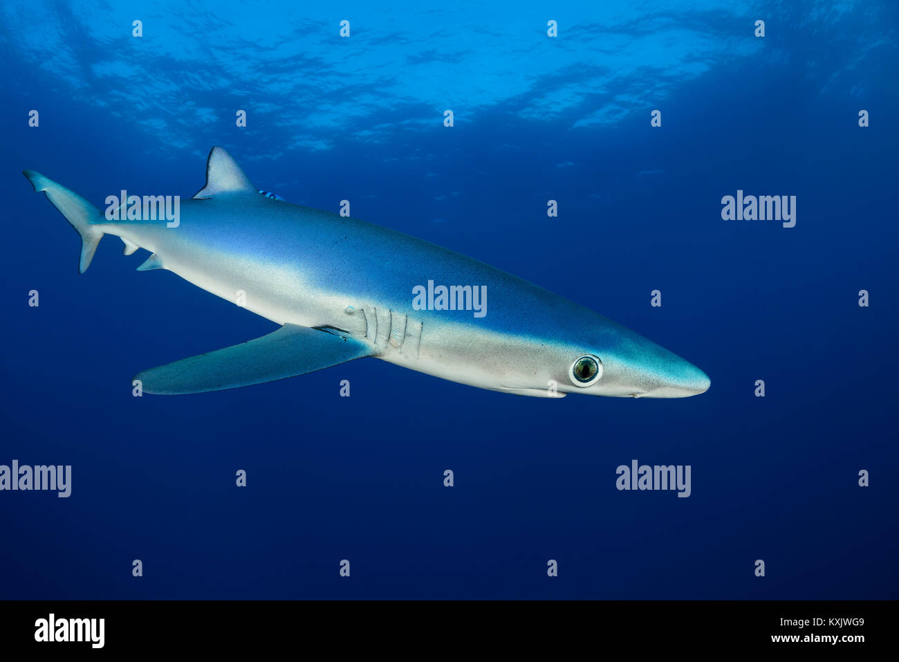 Blue Shark, Prionace glauca, Capo di Buona Speranza, Sud Africa, offshore in Atlantico Foto Stock