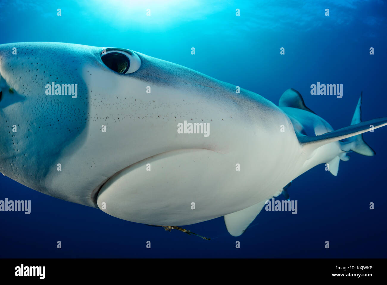 Blue Shark, Prionace glauca, Capo di Buona Speranza, Sud Africa, offshore in Atlantico Foto Stock