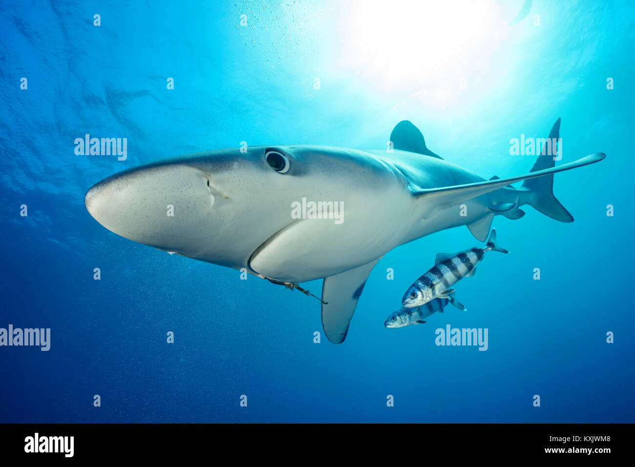 Blue Shark e Pilotfish, Prionace glauca, Naucrates raschiatore, Capo di Buona Speranza, Sud Africa, offshore in Atlantico Foto Stock
