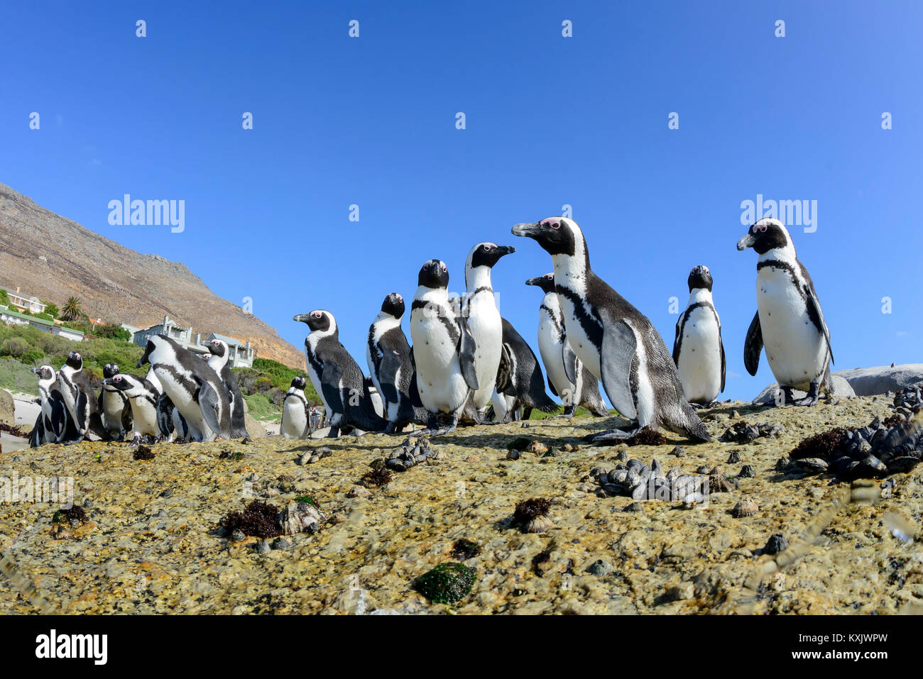 La colonia dei pinguini africani,Spheniscus demersus, Boulders Beach o massi Bay, Simons Town, Sud Africa, Oceano Indiano Foto Stock