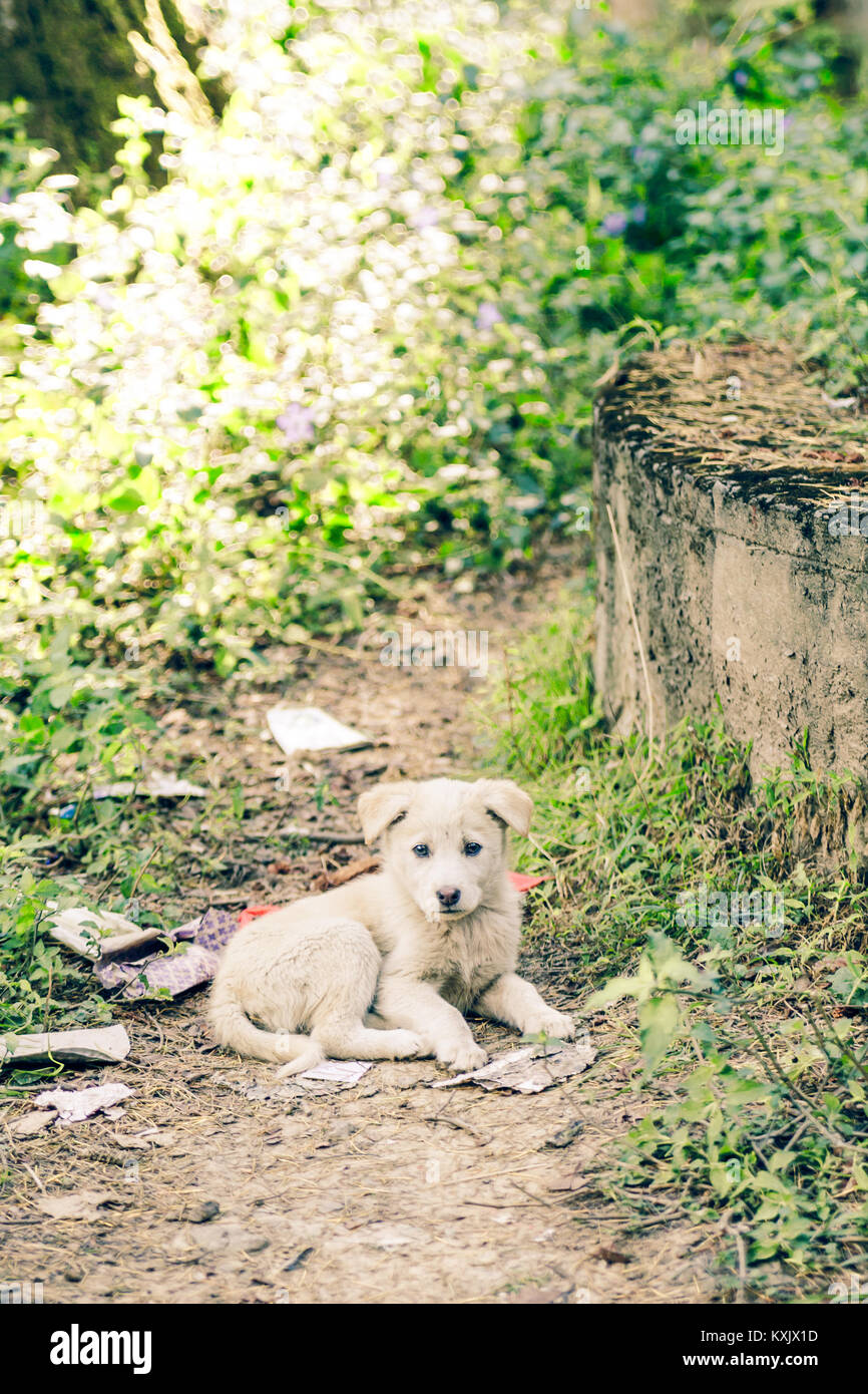 Manali vita - Himachal Pradesh - India © Sauriêl Ltd | Samantha Scholl | fb.com/SaurielPhotography | www.saurielcreative.com Foto Stock