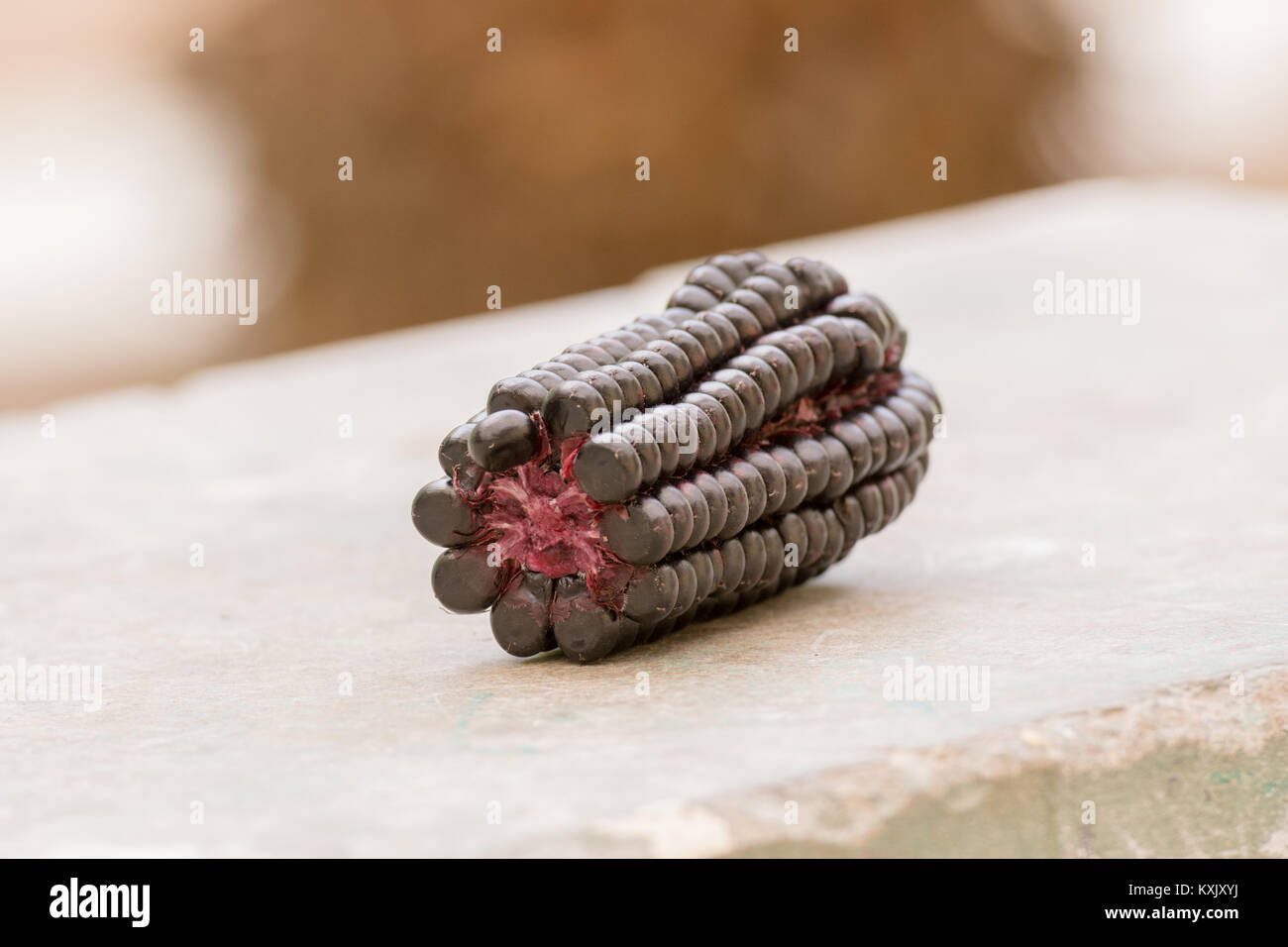 Una pannocchia di mais porpora dal Perù comunemente usati per rendere la bevanda analcolica Chicha Morada Foto Stock