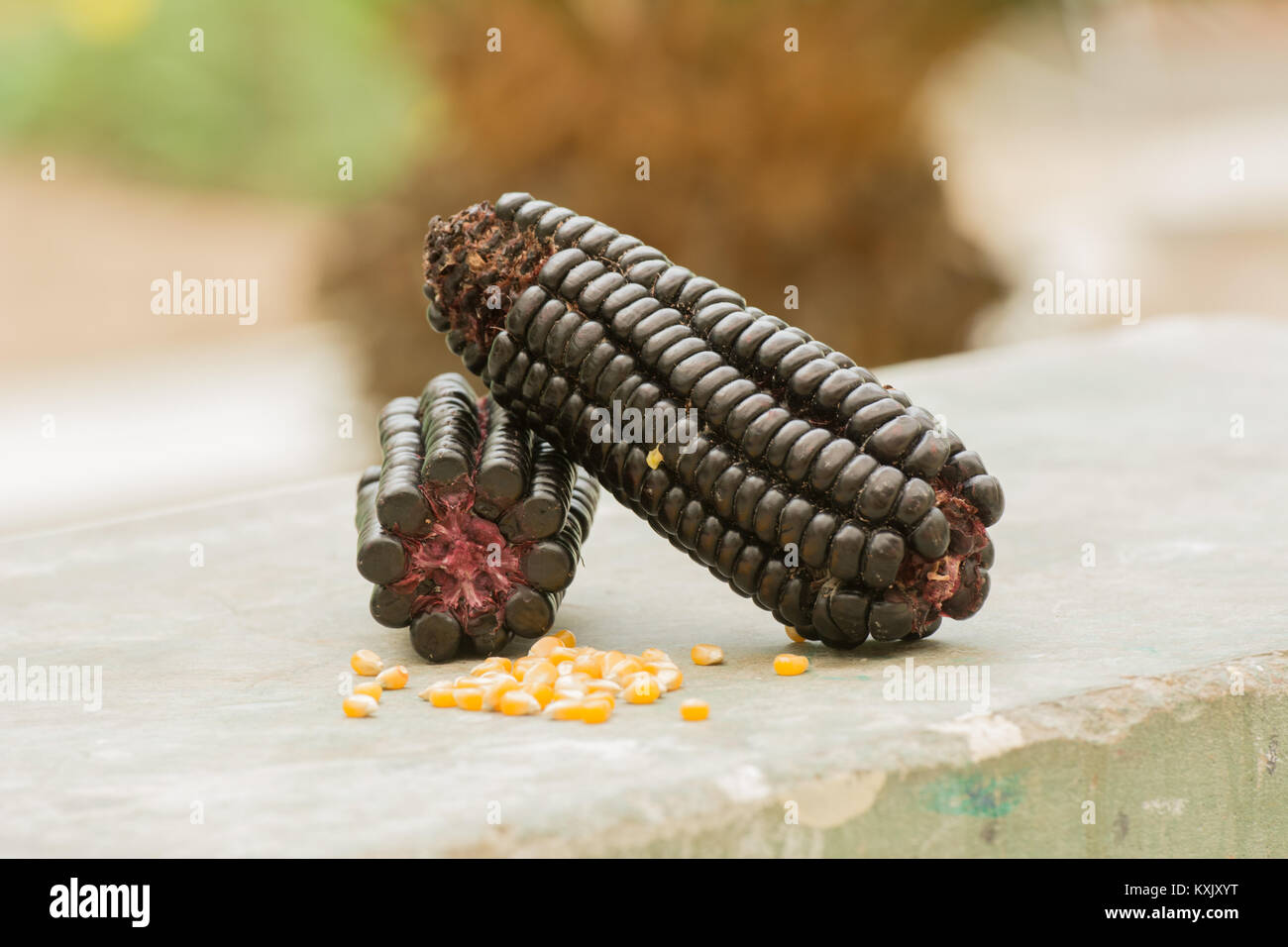 Una pannocchia di mais porpora dal Perù comunemente usati per rendere la bevanda analcolica Chicha Morada Foto Stock