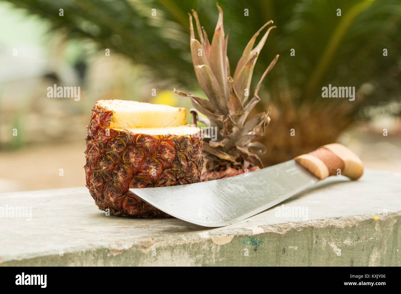 Ananas tagliata aperta a colpi di machete Foto Stock
