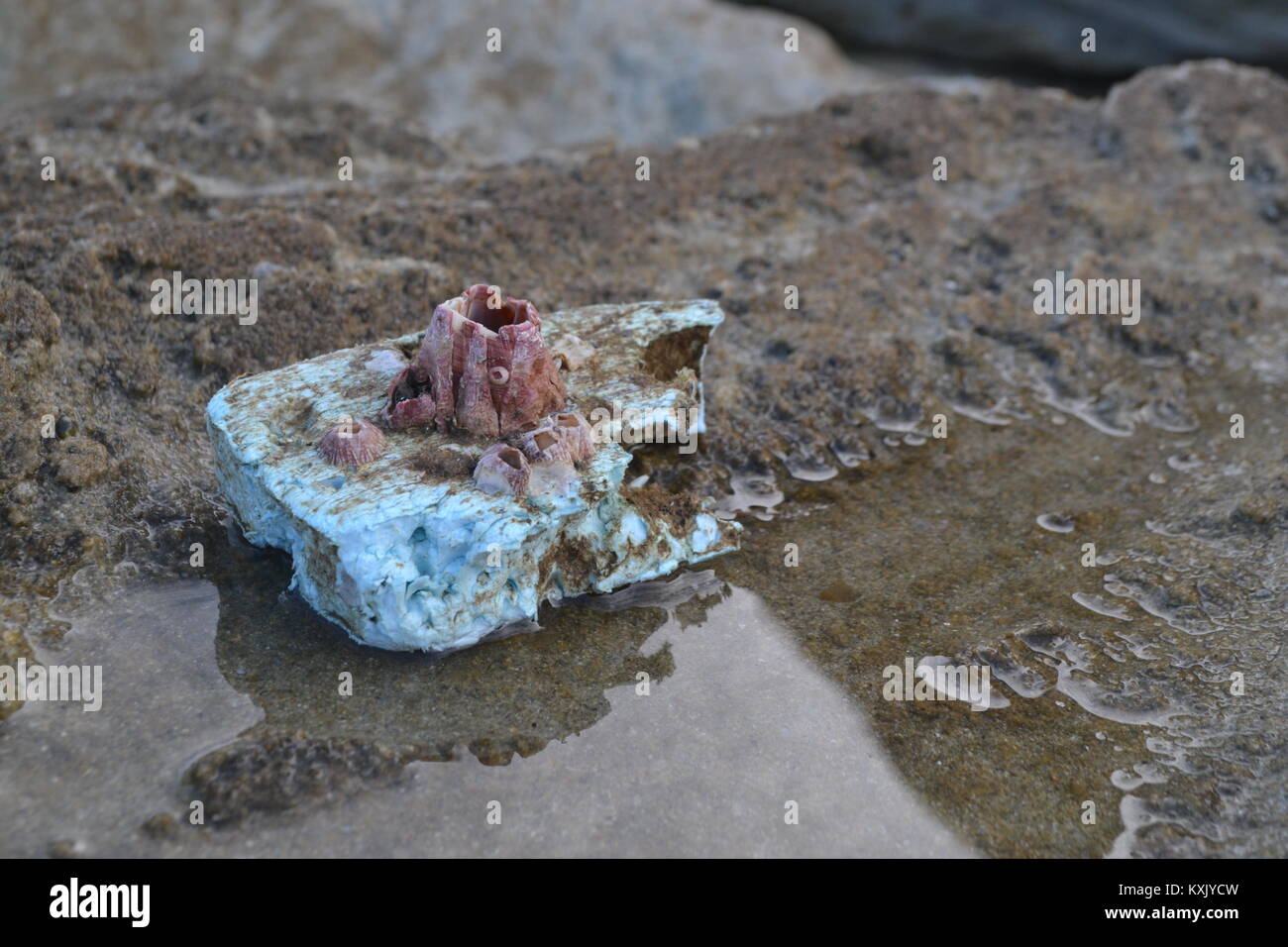 Barnacle su Marina i detriti di plastica, elica dall'Oceano Atlantico su una spiaggia in Portogallo. Foto Stock