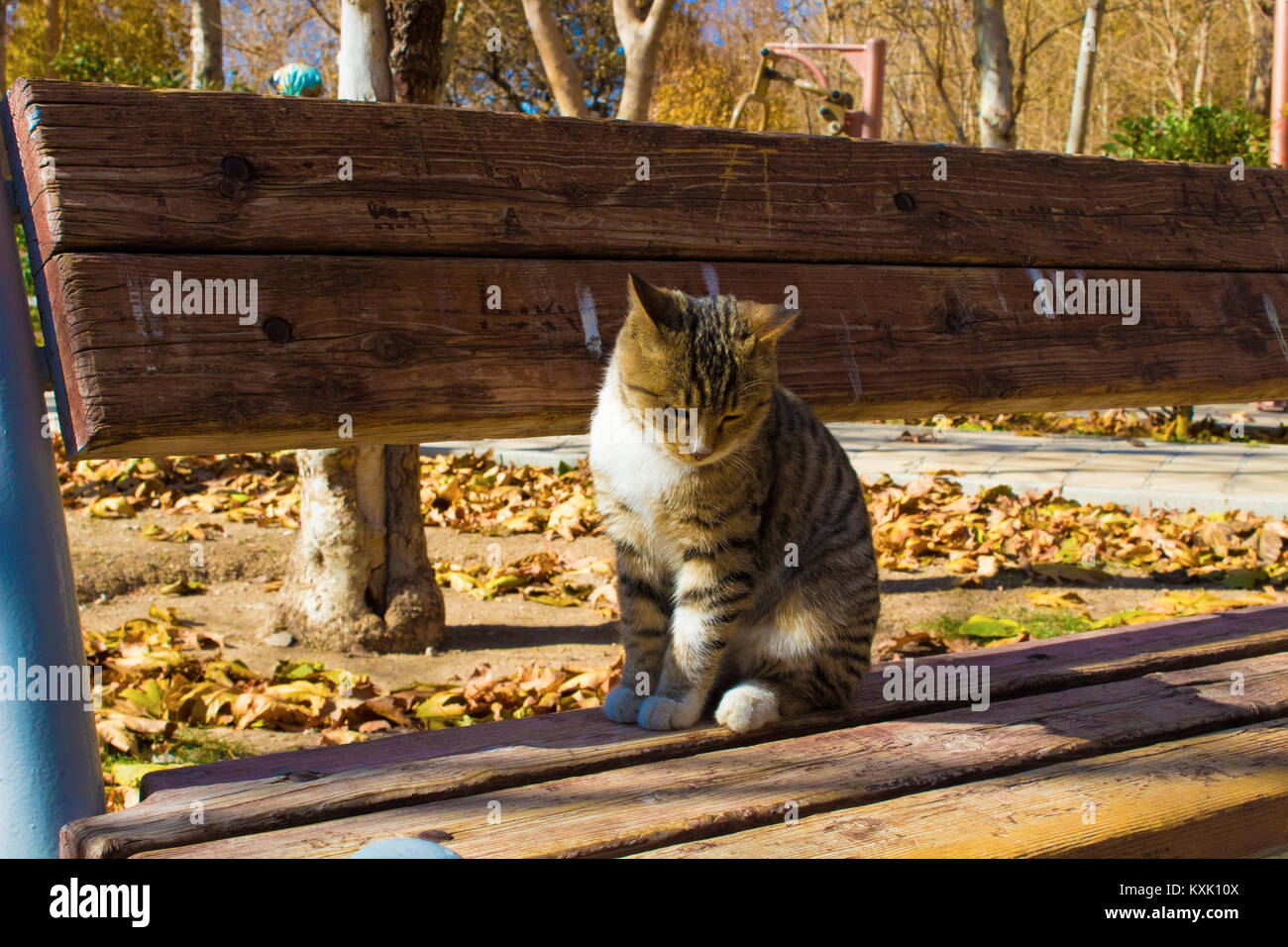 Cute cat nel parco Foto Stock