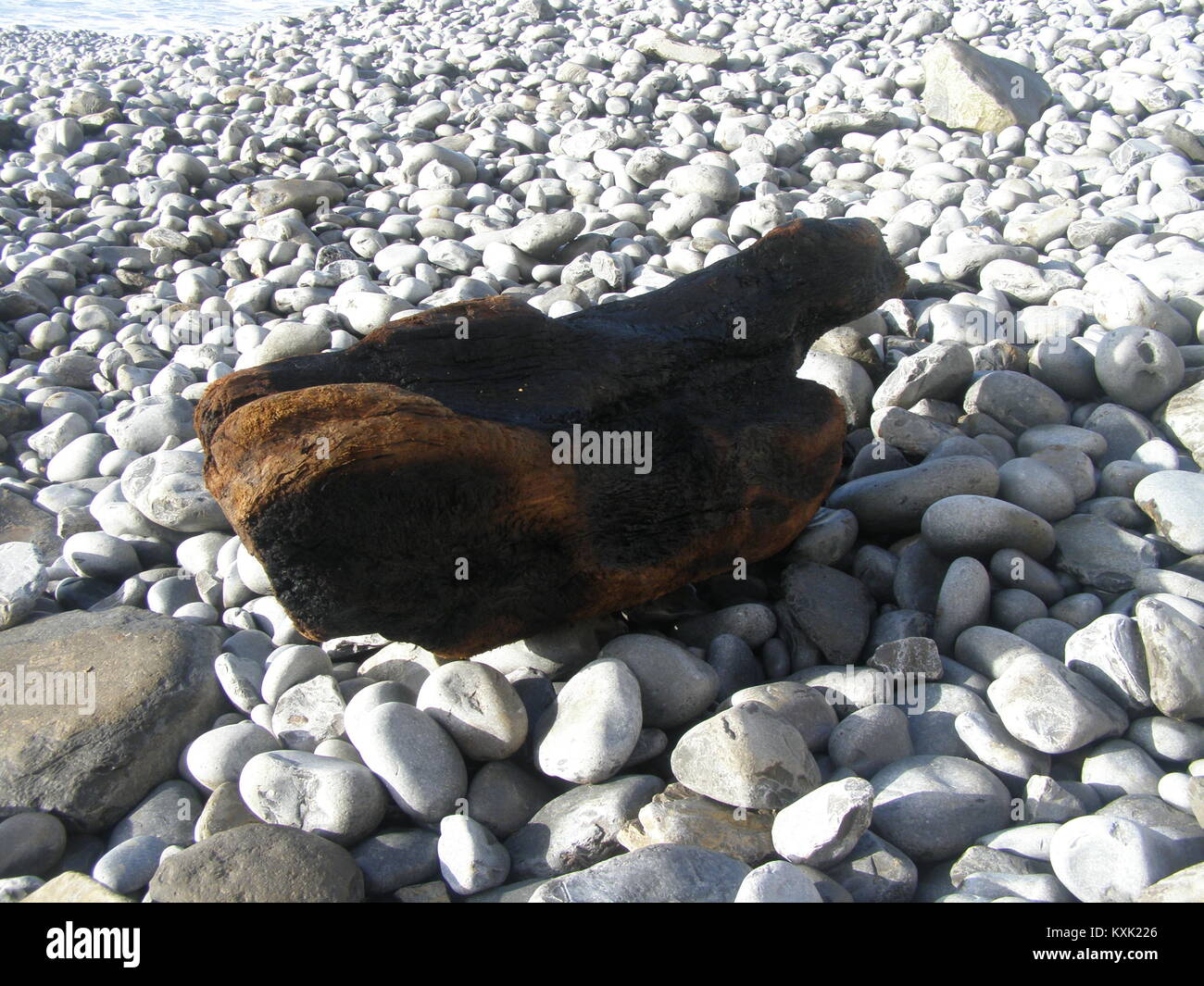 Driftwood sulla spiaggia ghiaiosa Foto Stock