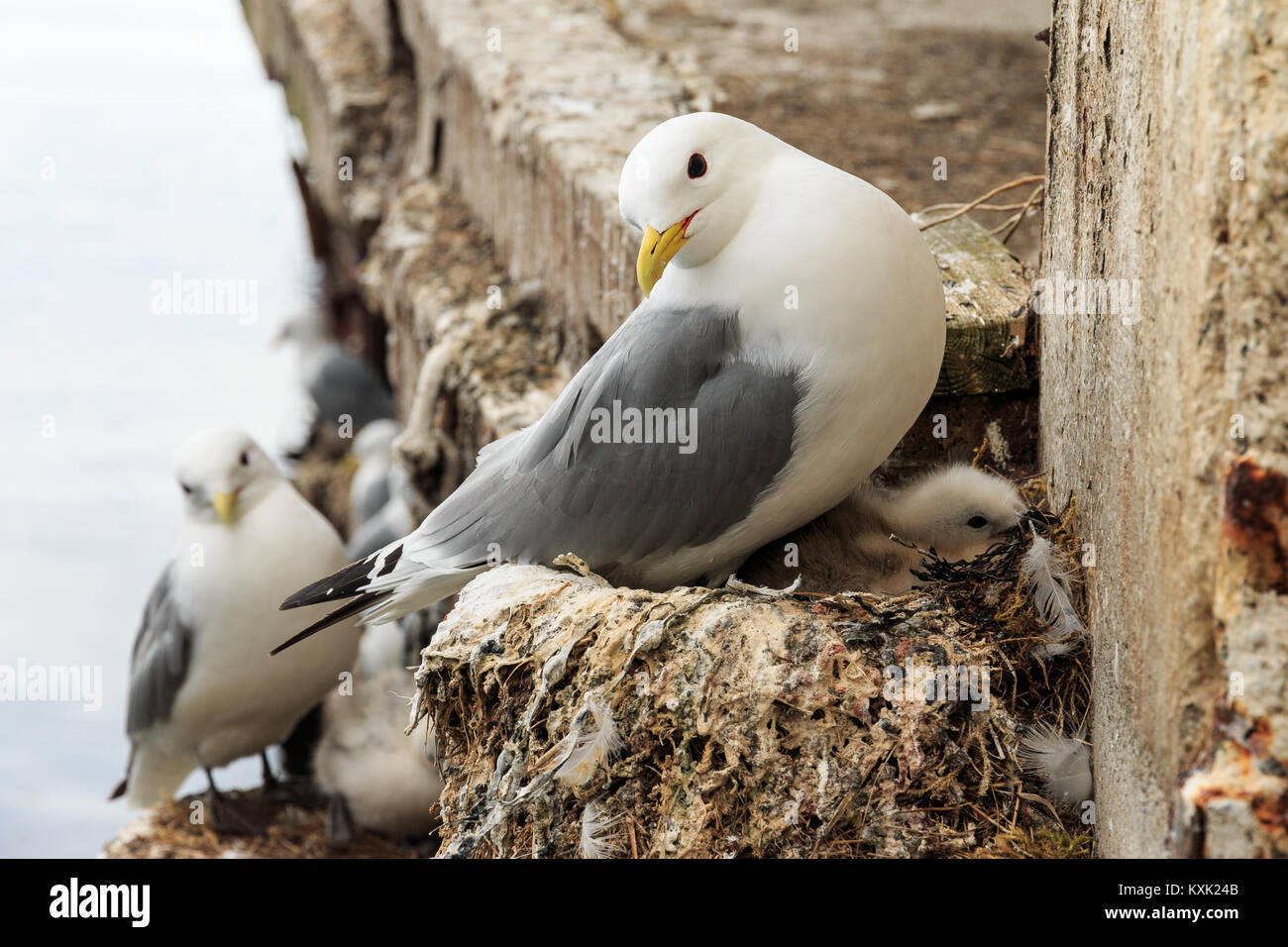 Bella seagull con il bambino sul nido nel porto della Norvegia Foto Stock
