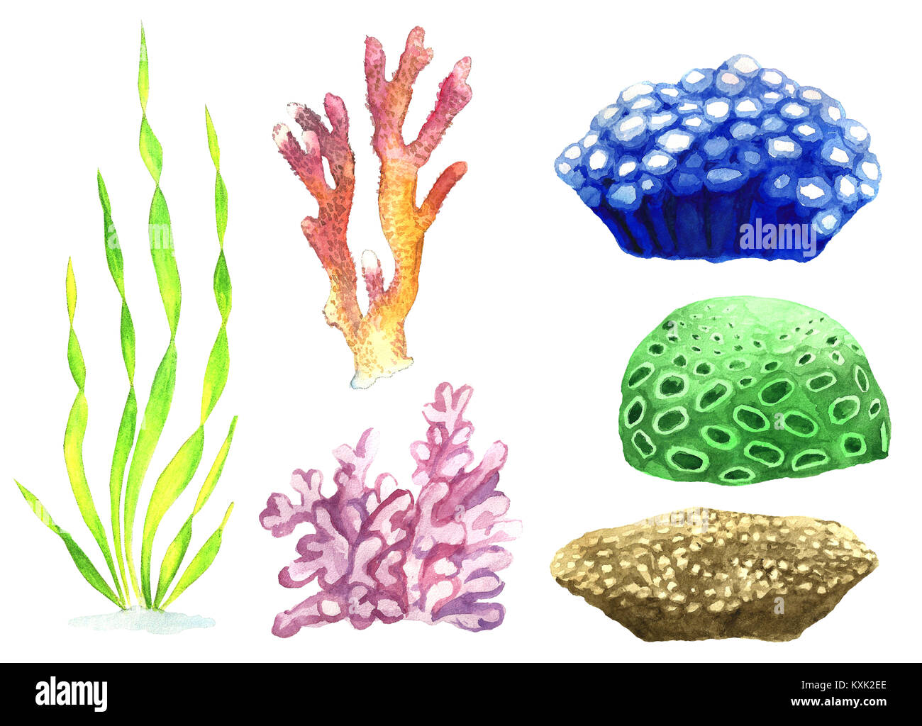 Acquerello illustrazione di corallo e alghe. Raccolta di piante di acquario. Mare dei Coralli. Ocean Floor. Grande set. Foto Stock