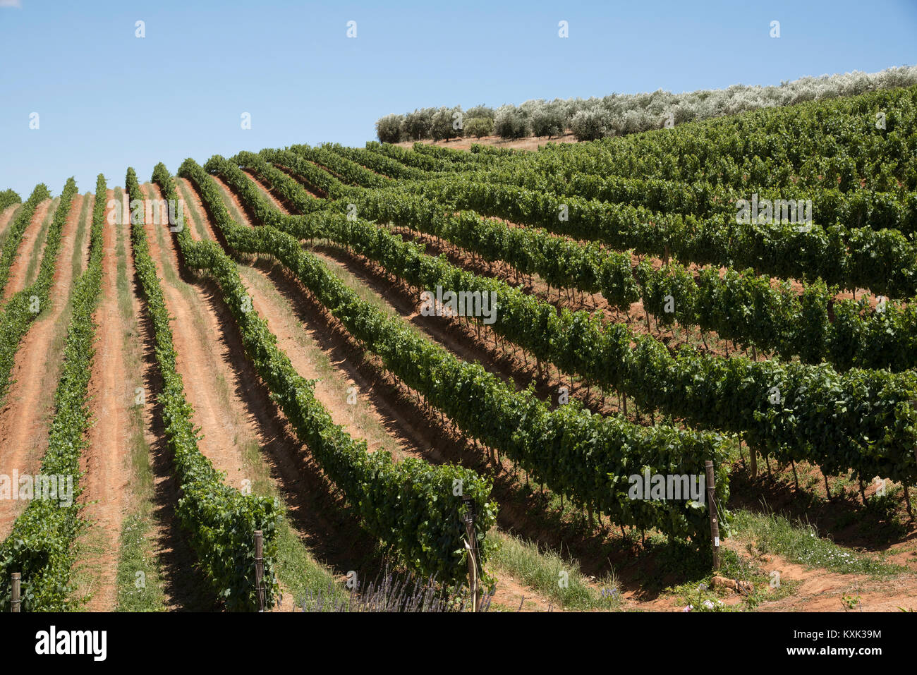 Stellenbosch Western Cape in Sud Africa. Dicembre 2017. Filari di viti crescono sulle pendici della montagna di Simonsberg. Foto Stock