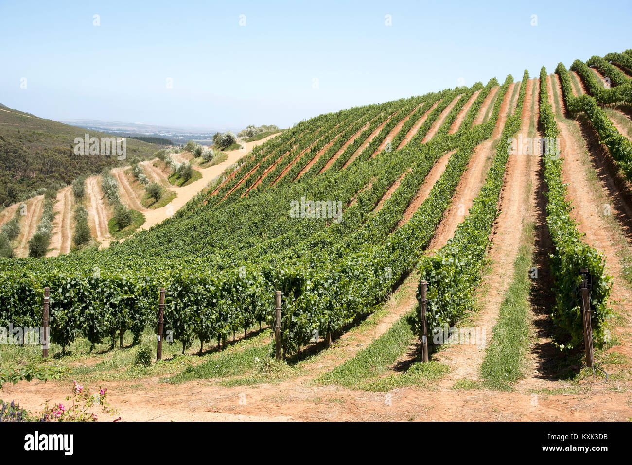 Stellenbosch Western Cape in Sud Africa. Dicembre 2017. Filari di viti crescono sulle pendici della montagna di Simonsberg. Foto Stock