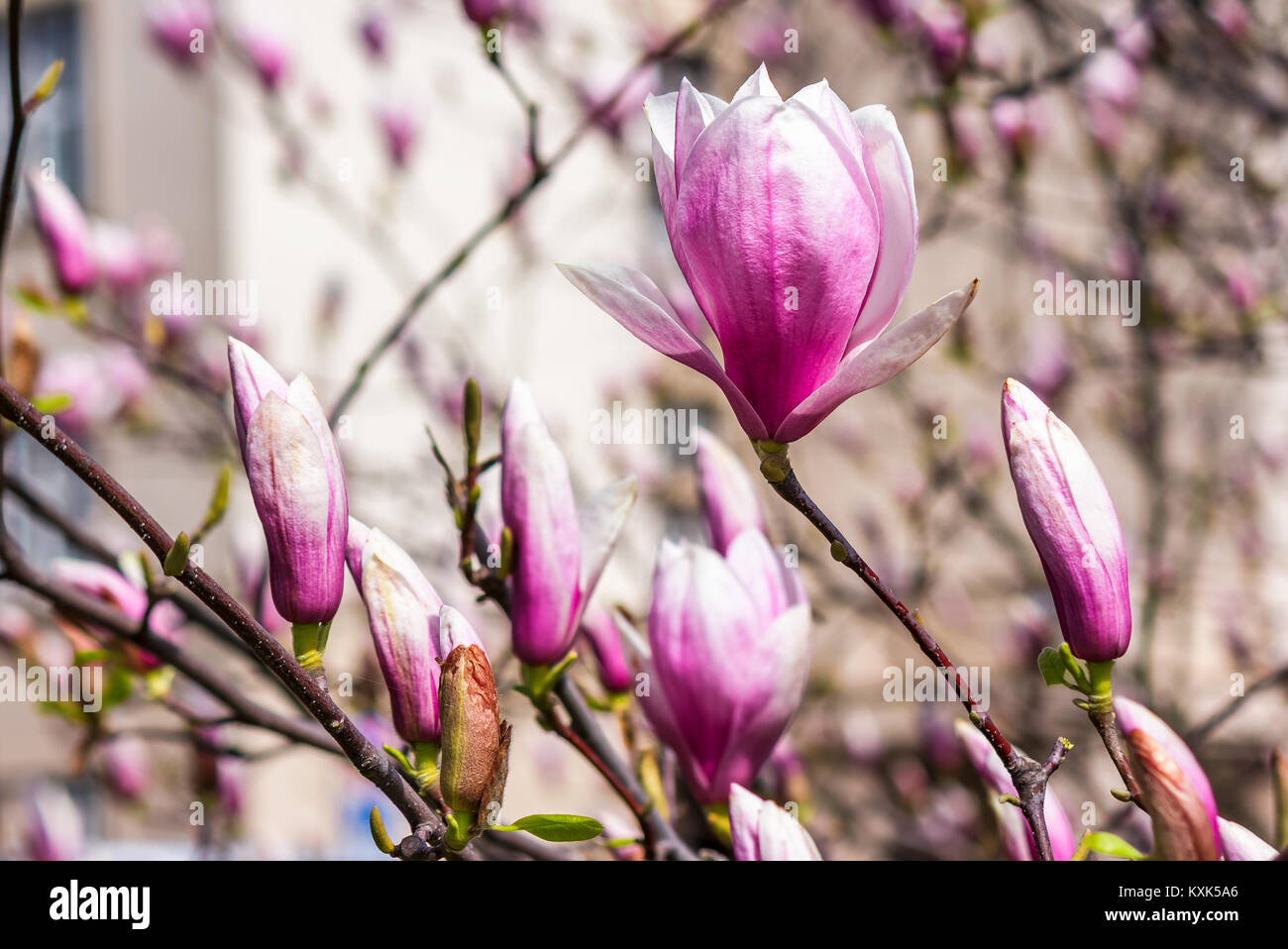 Fiori di magnolia close up con profondità di campo su una sfocatura sullo sfondo Foto Stock