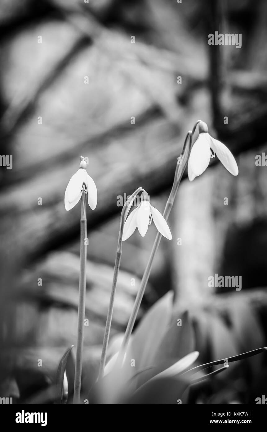 Bella bianca snowdrop fiori monocromatico Foto Stock