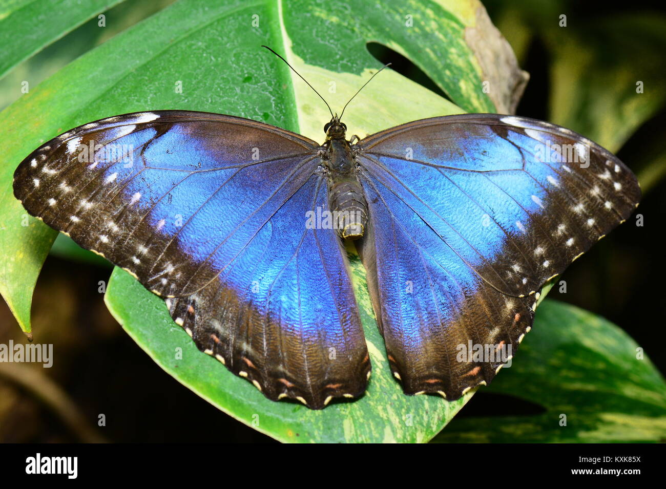 Un bel blu farfalla morfo atterra su una foglia di pianta nei giardini. Foto Stock