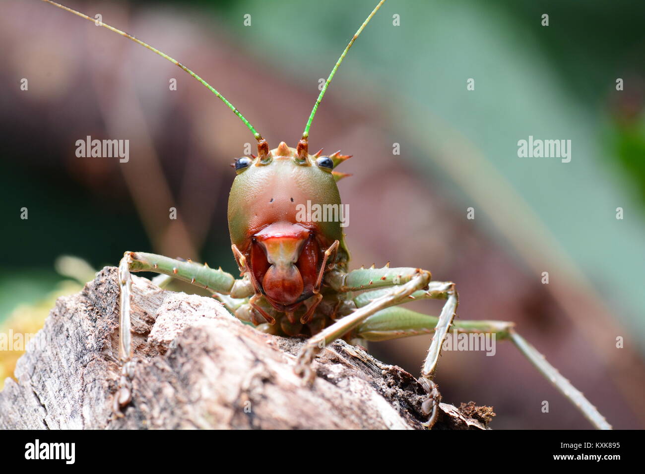 Un drago intitolata Katydid guarda minacciosa alla fotocamera. Foto Stock
