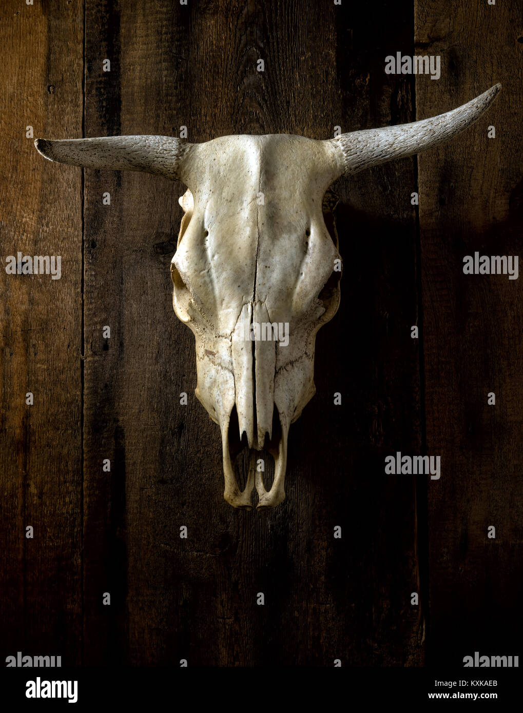 Un manzo cranio appeso a un legno rustico sfondo. Foto Stock