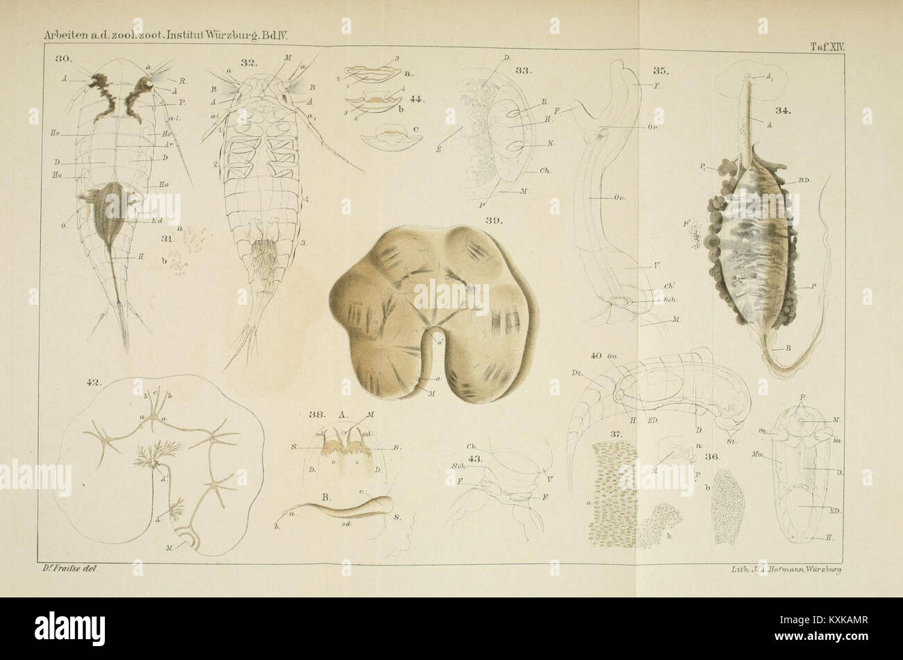 Arbeiten aus dem Zoologisch-Zootomischen Institut di Würzburg BHL34226329 Foto Stock