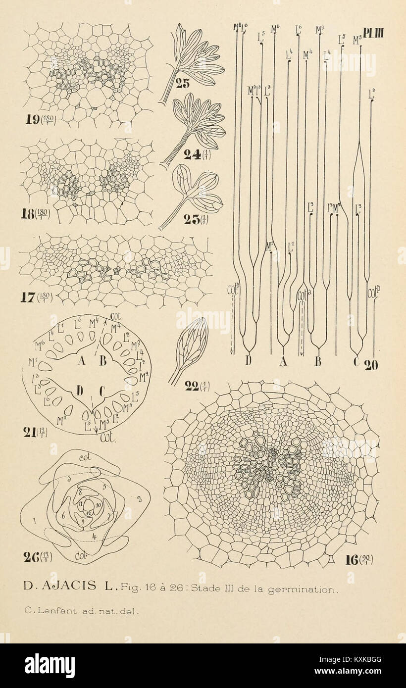 Immagine d'archivio dell'Istituto di Botanica, Università di Liegi, che mostra la ricerca botanica e gli studi sulle piante. Foto Stock