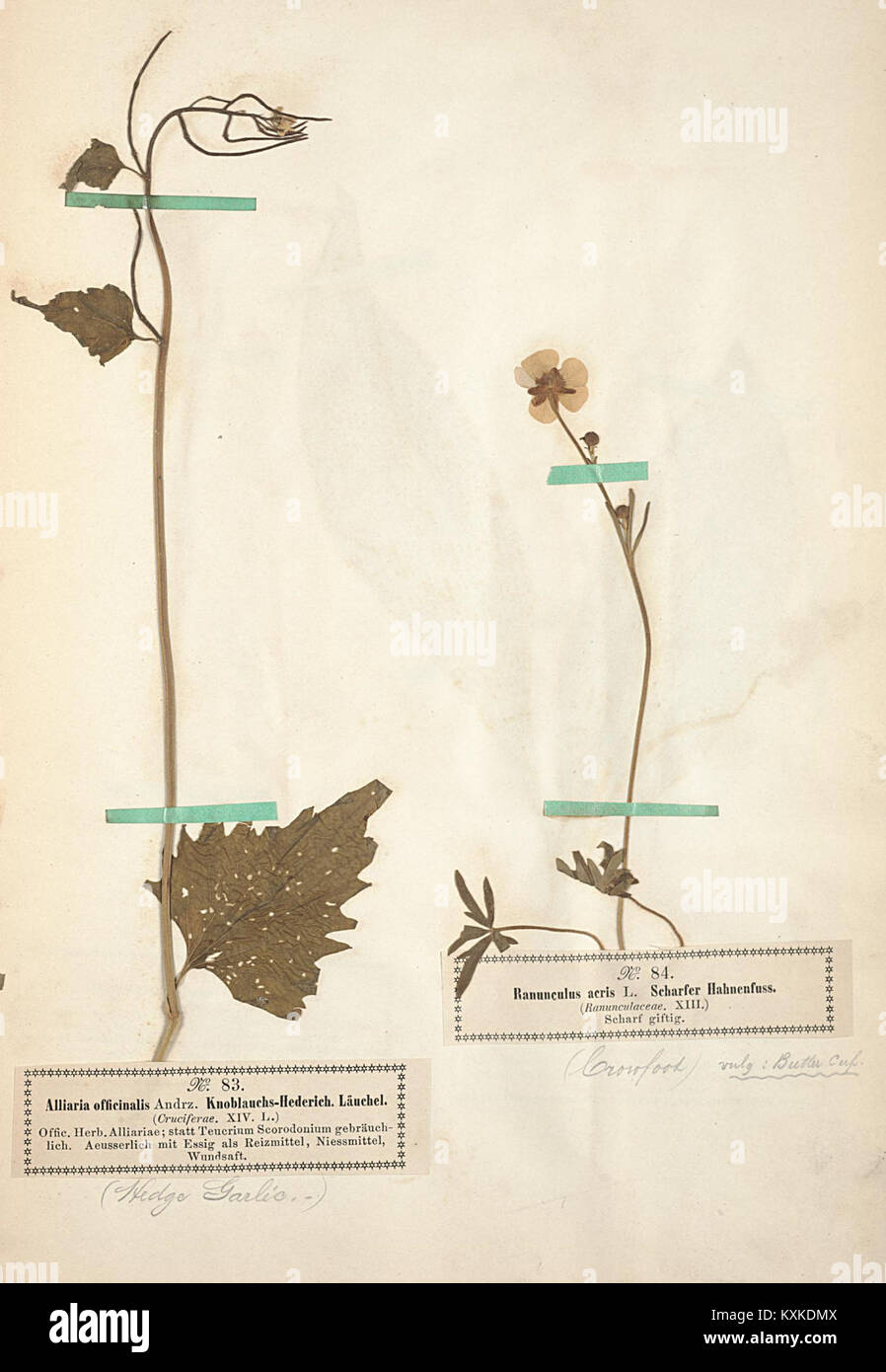 Arznei- und Giftgewächse è una pubblicazione botanica che illustra le piante medicinali e velenose, fornendo approfondimenti sulle prime scienze botaniche e sui trattamenti a base vegetale. Foto Stock
