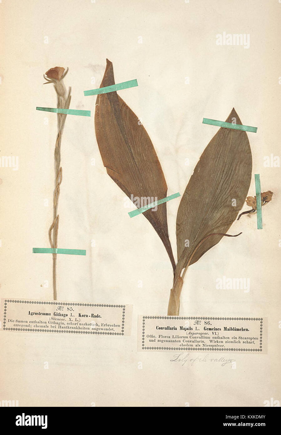 Illustrazione botanica di piante medicinali e velenose, documentazione di specie per lo studio e l'educazione scientifica. Foto Stock