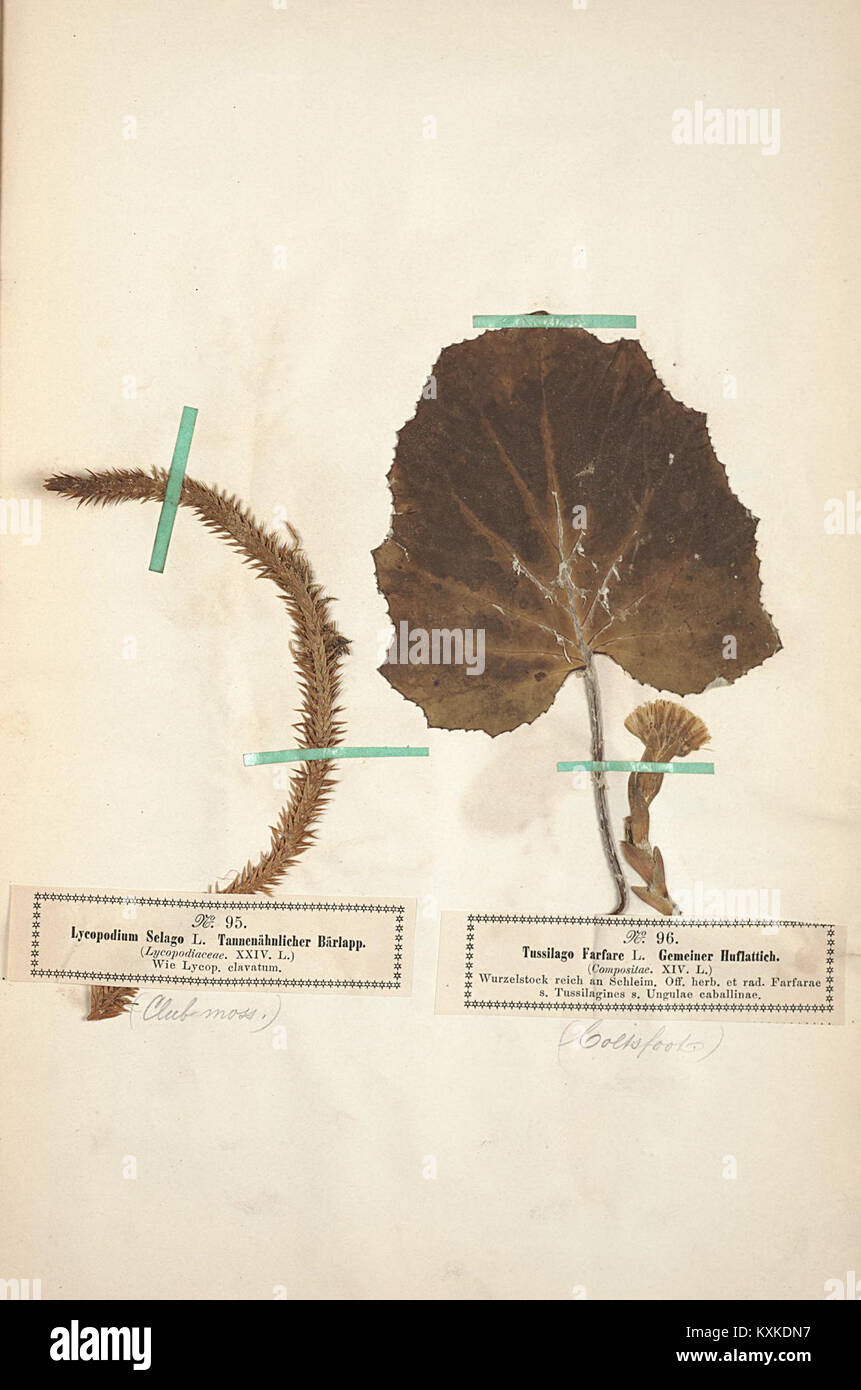 Il documento intitolato "Arznei- und Giftgewächse" (piante medicinali e tossiche) discute varie specie utilizzate in medicina e le loro proprietà tossicologiche. Il numero di riferimento BHL7773184 fa parte di un più ampio catalogo di letteratura scientifica incentrato sulla botanica e sulla tossicologia. Foto Stock