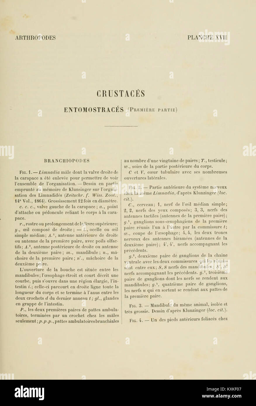 Si tratta di un atlante di anatomia comparata degli invertebrati, in particolare la piastra 17, del prelievo BHL. Si concentra sulle differenze anatomiche tra le specie invertebrate. Foto Stock