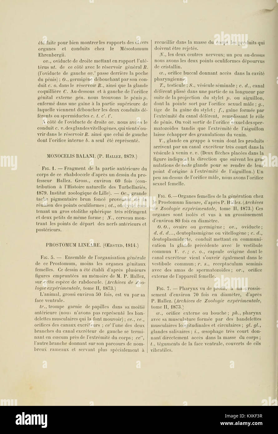 Questa è una descrizione della placca 41 dall'Atlas d'anatomie comparée des invertébrés, un'opera dedicata all'anatomia comparata degli invertebrati, che illustra le caratteristiche anatomiche di varie specie. Foto Stock