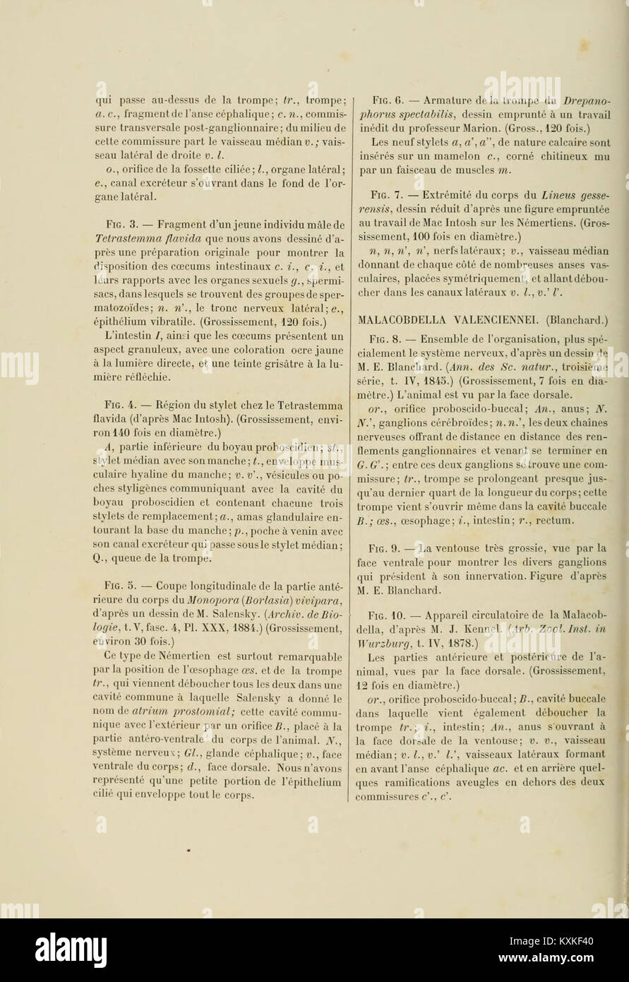 Studio anatomico degli invertebrati, focalizzato sulla piastra 43 dell'atlante di anatomia comparata. Lo studio offre illustrazioni dettagliate dell'anatomia degli invertebrati a fini didattici e scientifici. Foto Stock