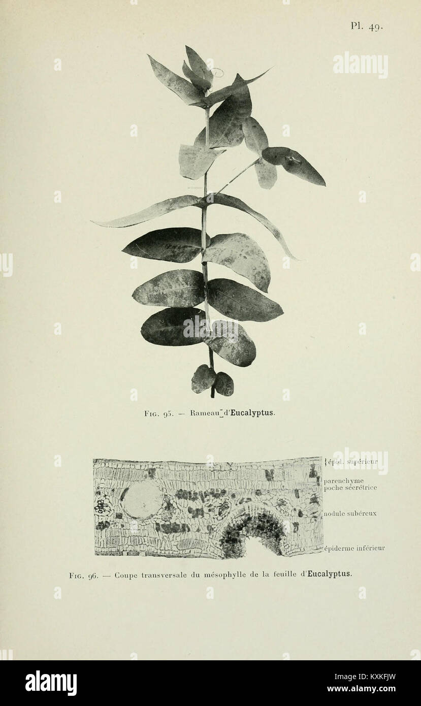 Atlas de photomicrographie des plantes médicinales (pagina 139) BHL12987965 Foto Stock