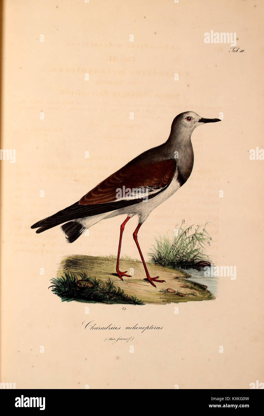 La placca 31 dell'Atlante dell'Africa settentrionale fornisce documentazione visiva e cartografica di paesaggi, insediamenti e caratteristiche topografiche per lo studio e la documentazione storica. Foto Stock