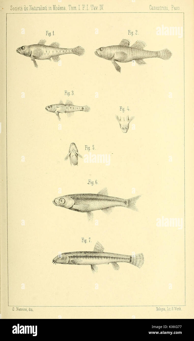 Atti della Società dei naturalisti e matematici di Modena BHL33697760 Foto Stock