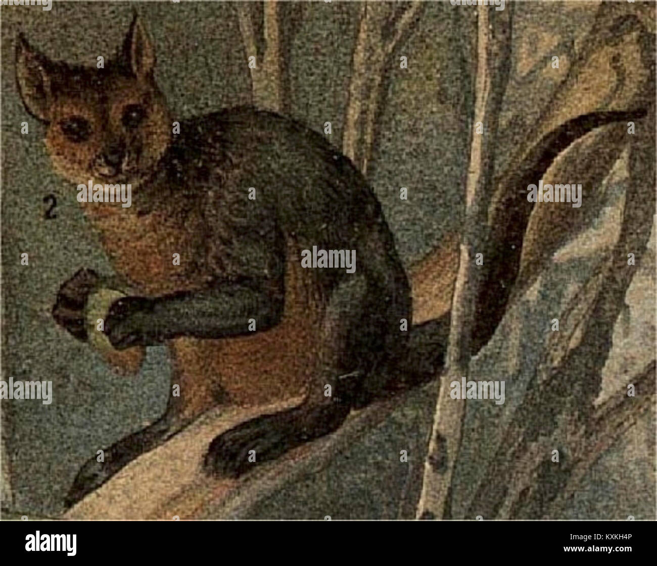 Questa illustrazione del canguro d'arrampicata proviene dal "Nordisk familjebok", un'enciclopedia completa. Rappresenta le caratteristiche uniche della fauna australiana, concentrandosi sul comportamento di arrampicata delle specie di canguri. Foto Stock