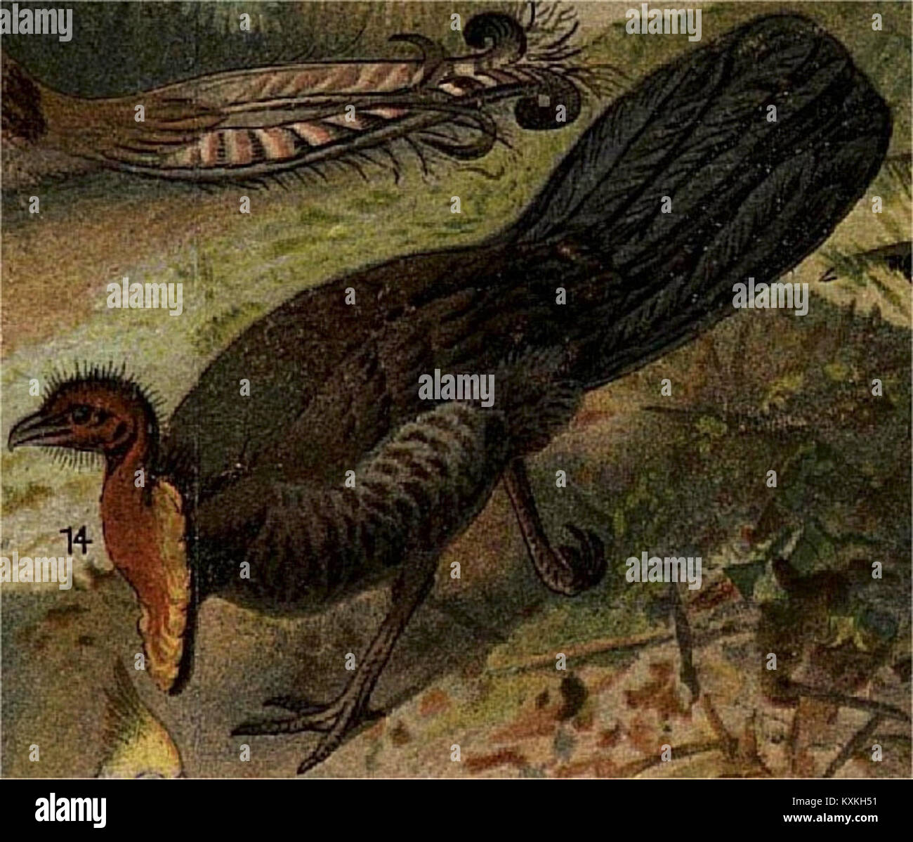 Il Talegalla-höns, noto anche come il pennello australiano di turchia, è una specie di uccelli originaria dell'Australia, documentata per il suo comportamento di nidificazione e il ruolo ecologico nel "Nordisk familjebok". Foto Stock