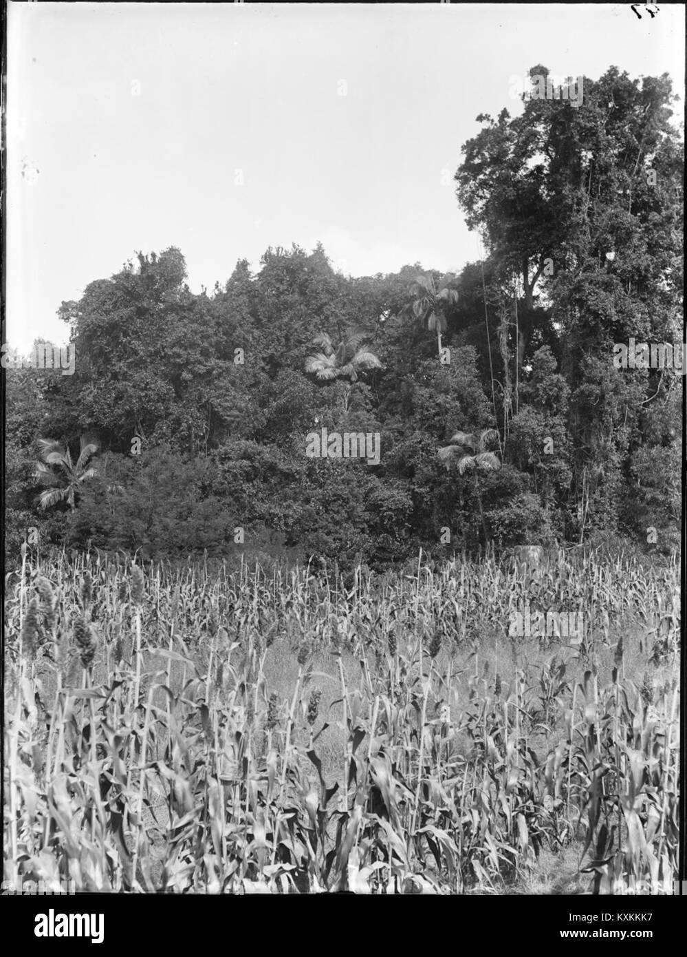 Fotografia di una scena rurale che mostra un campo di mais con eucalipti e palme circostanti, illustrando il paesaggio agricolo e la vegetazione. Foto Stock