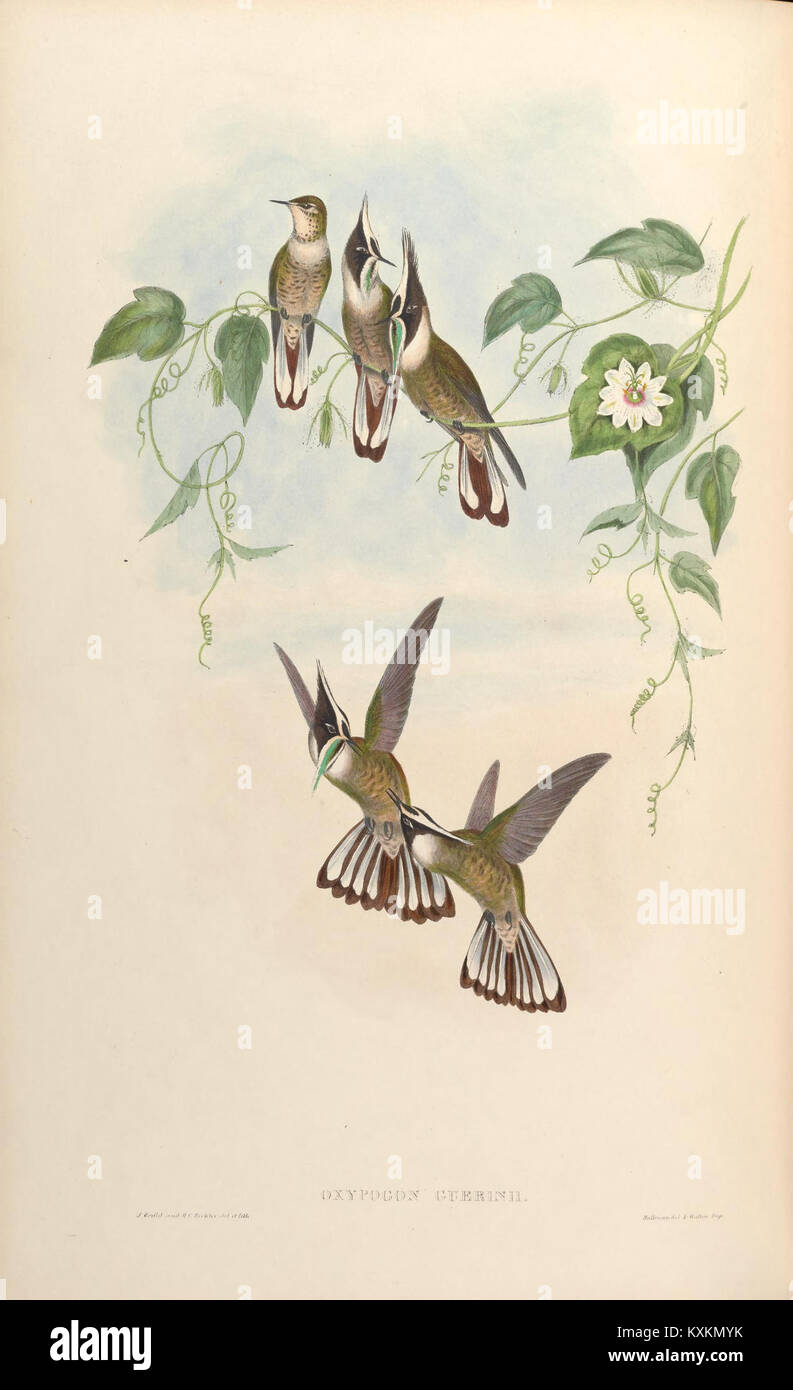 La lastra 182 di "A Monograph of the Trochilidae" mostra i colibrì, enfatizzando le loro diverse caratteristiche e la loro biologia. Foto Stock