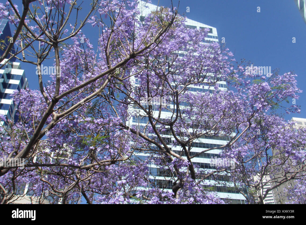 Arbre de glycines devant edificio delle Nazioni Unite à Sydney Foto Stock