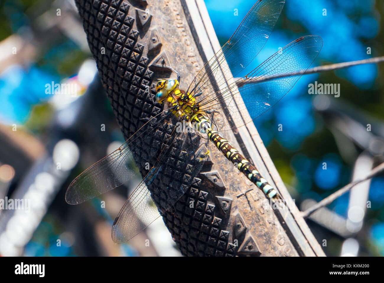 Maschio Hawker Meridionale (Aeshna cyanea) dragonfly sul pneumatico per bicicletta Foto Stock