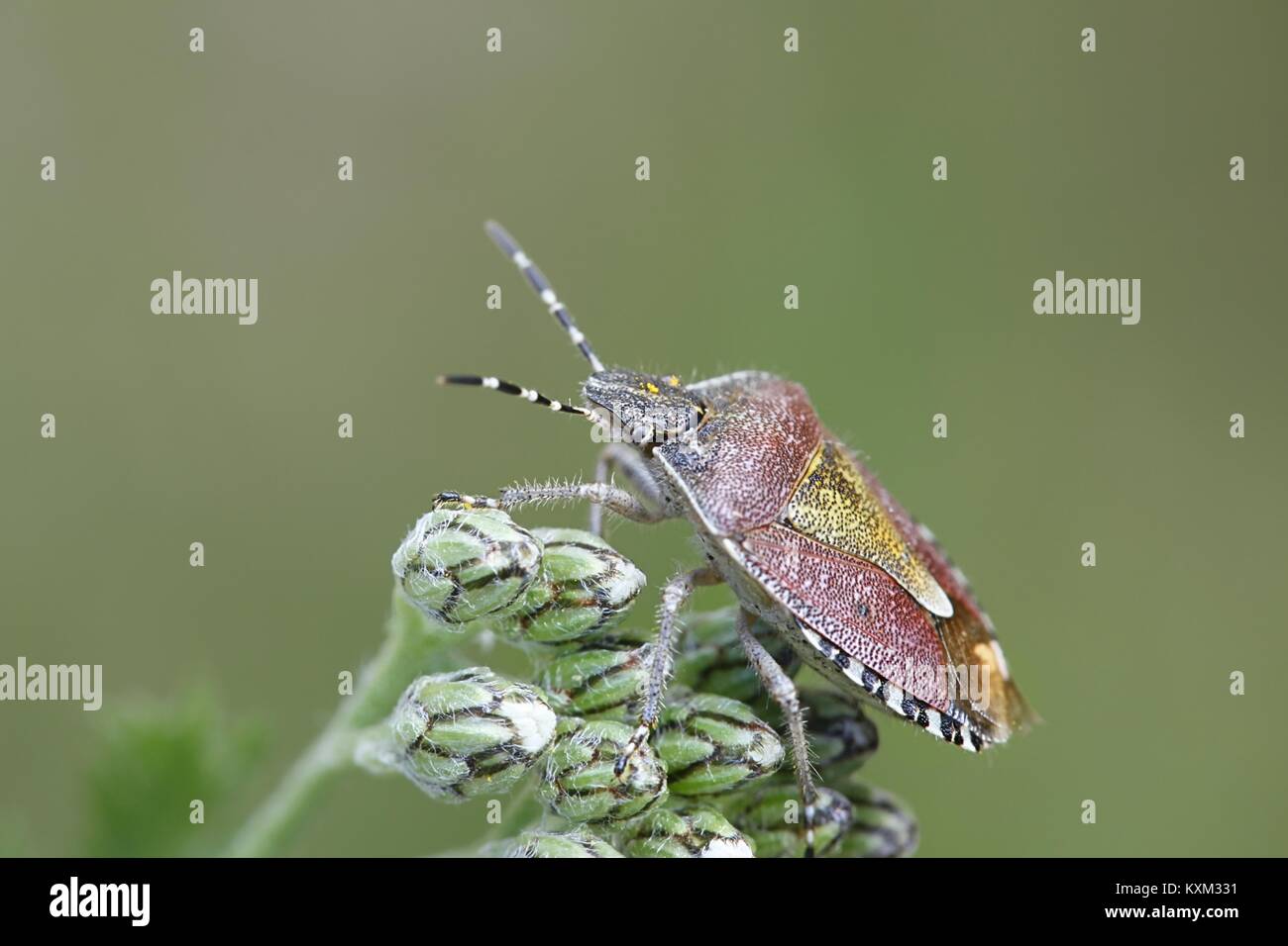 Sloe bug, Dolycoris baccarum, è una specie di scudo bug nella famiglia Pentatomidae. Foto Stock